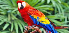 Papağanın muhteşem zekası