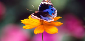 İşte kelebeklerin güzelliği